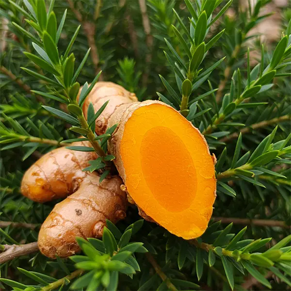 Butcher's Broom & Turmeric Extract